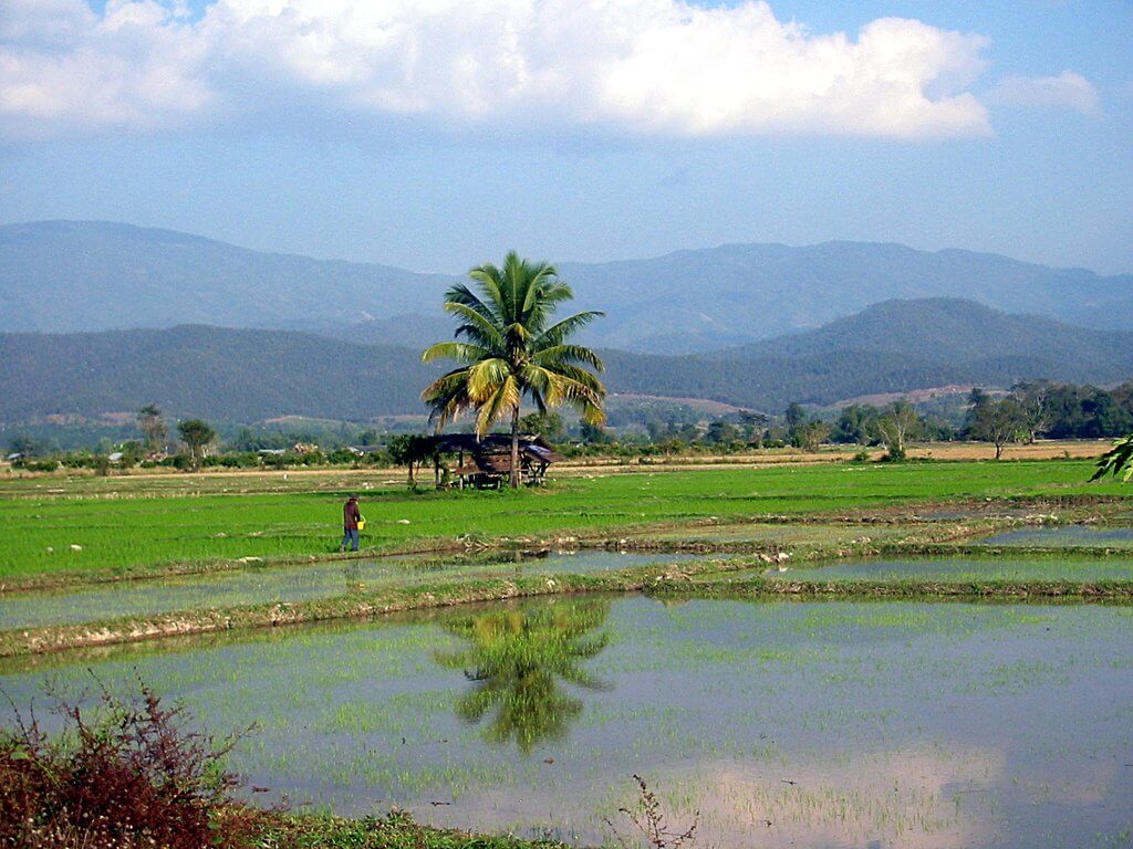 Palme im Reisefeld bei Phrao in Thailand