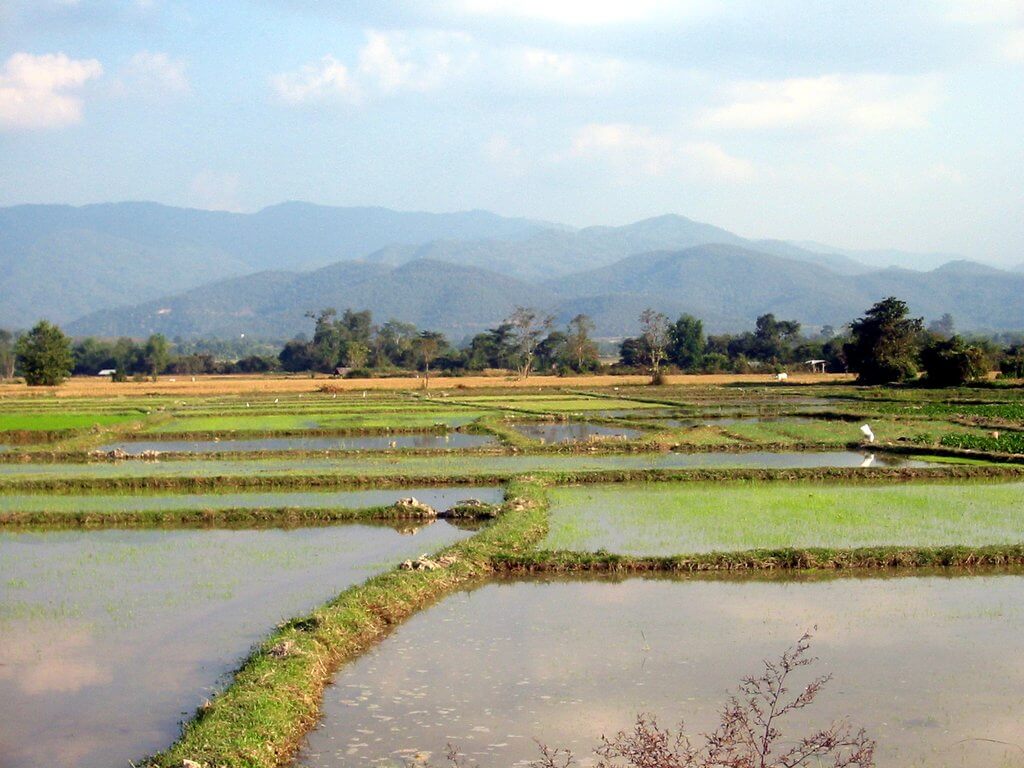 Reisefeld bei Phrao in Thailand