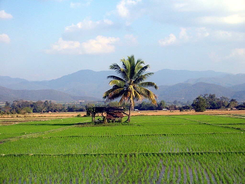 Palme im Reisefeld bei Phrao in Thailand